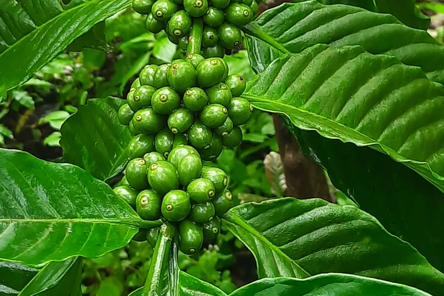 plantationwalk3